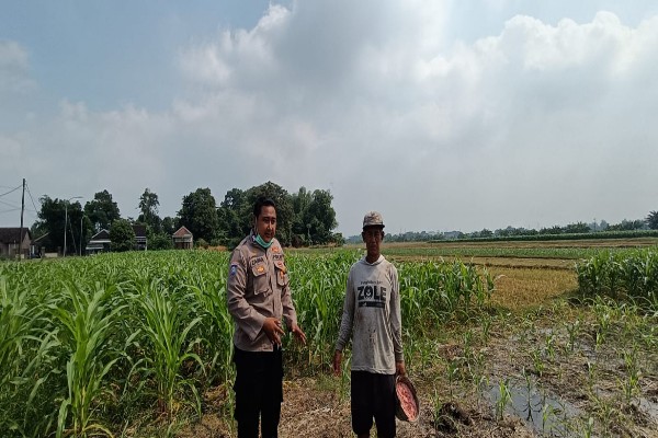 Polsek Tarik Ajak Petani Antisipasi Gagal Panen Jagung