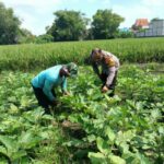 Dorong Ketahanan Pangan, Bhabinkamtibmas Polsek Buduran Dampingi Petani Terong