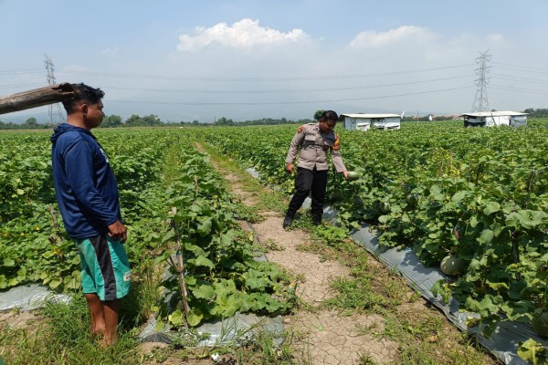 Bhabinkamtibmas Desa Krembung Dan Petani Cek Perkembangan Tanaman Melon, Dukung Ketahanan Pangan