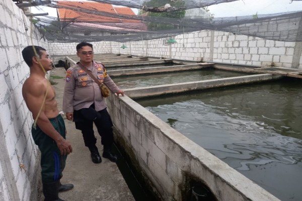Kanit Binmas Polsek Krembung Dukung Ketahanan Pangan Lewat Budidaya Ikan Lele