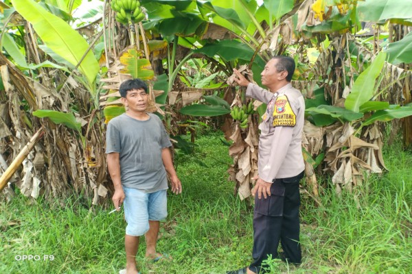 Optimalisasi Lahan Kosong, Bhabinkamtibmas Desa Kenongo Dampingi Petani Pisang