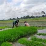 Serka Sugianto, Sosok Babinsa yang Terus Hadir Untuk Petani