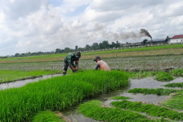 Serka Sugianto, Sosok Babinsa yang Terus Hadir Untuk Petani